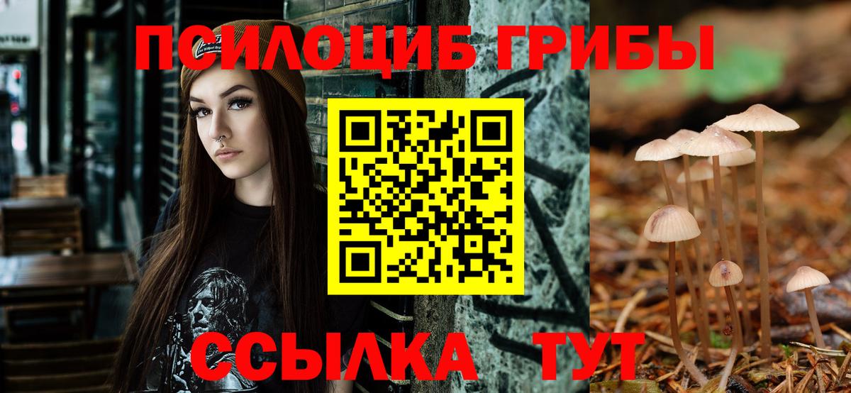 Псилоцибиновые грибы Psilocybine cubensis Ленинск-Кузнецкий